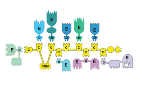 Cellulosome structure